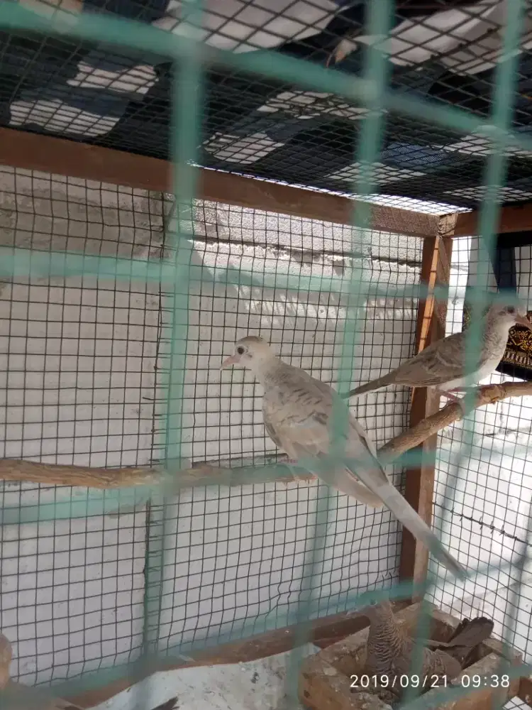 Jual perkutut putih mata merah dan udan mas mata merah