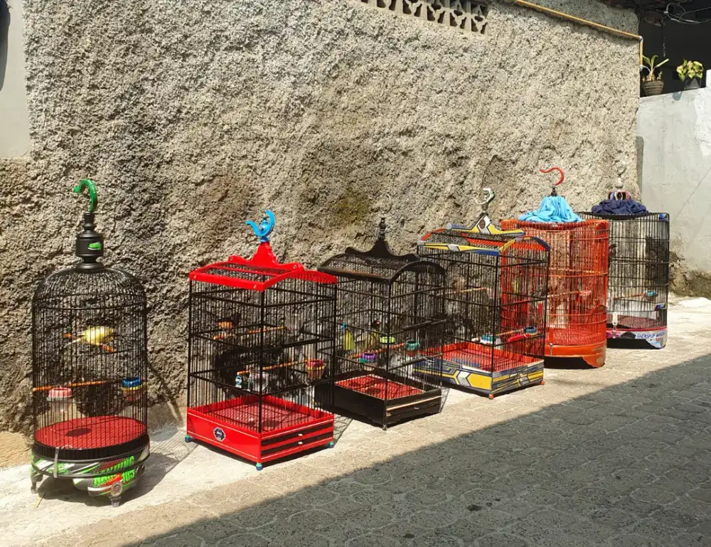 Burung Murai Batu Gacoran-Prestasi Bisa Kirim Keseluruh Indonesia