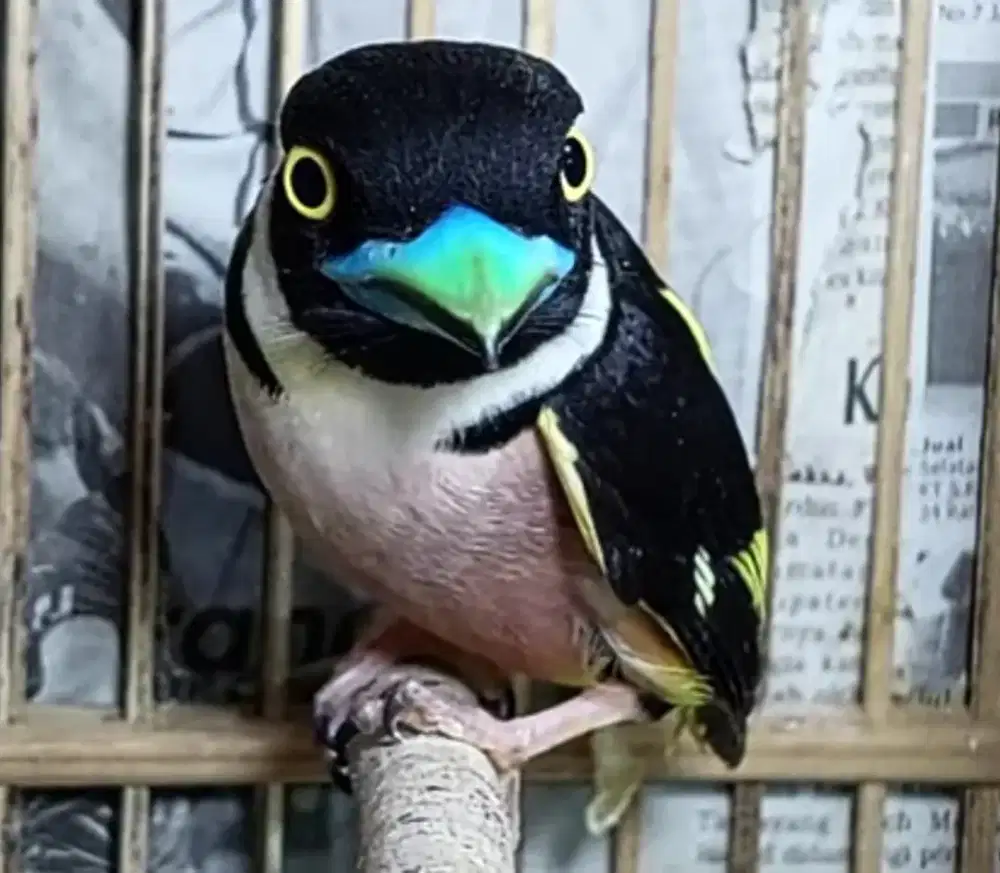 Burung sempur hujan aviary