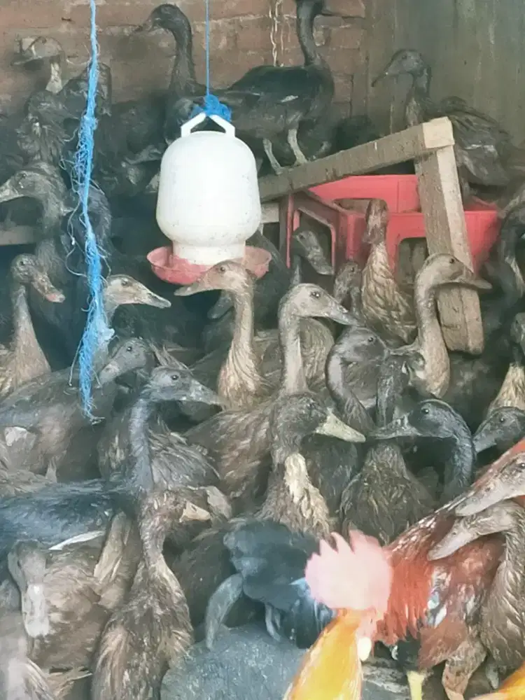 Bebek Petelur Betina Usia 4bln