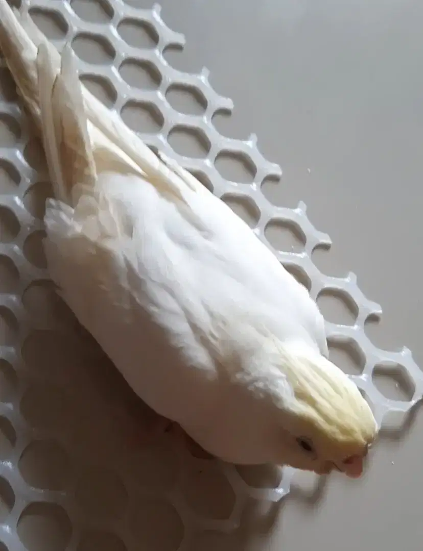 Burung Falk CF Minus