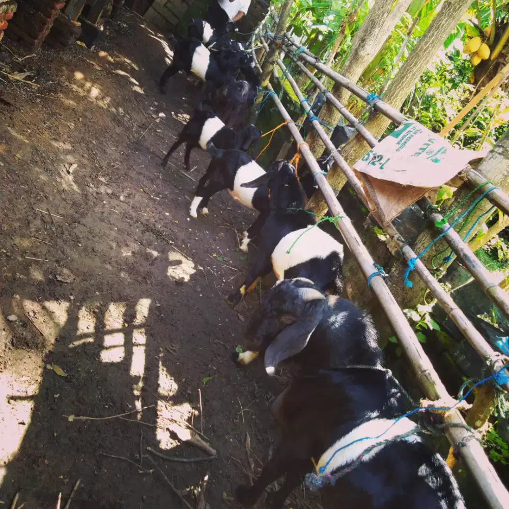 Kambing Kendit Jogja