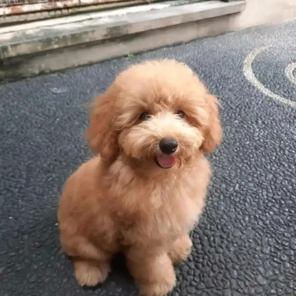 Grooming panggilan terdekat dog&cat depok_cinere_JURAGAN GROOMING