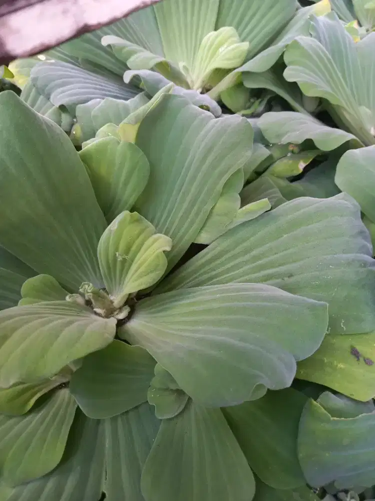 Tanaman apu apu atau kapu kapu