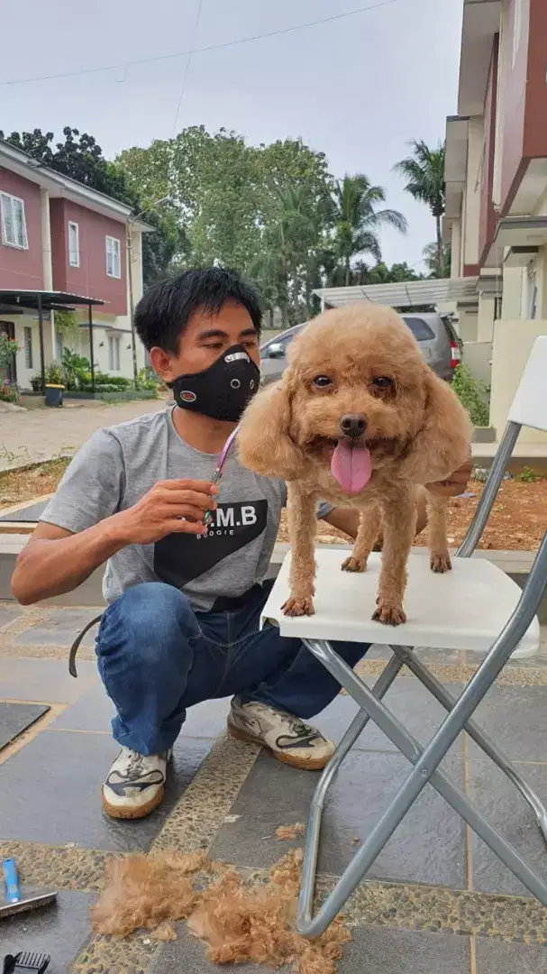 Termurah jasa grooming anjing kucing panggilan cukur bulu mandi rumah