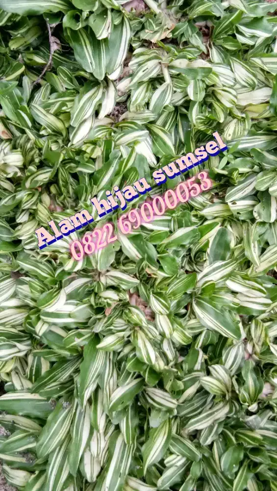 Rumput Varigata Dan Gajah Mini