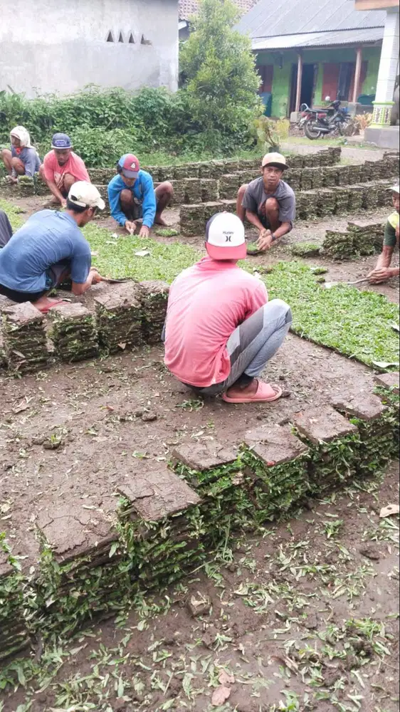 Harga rumput gajah mini Kota Tegal