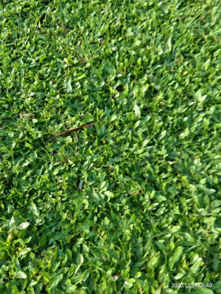 jual rumput gajah mini,tukang rumput taman