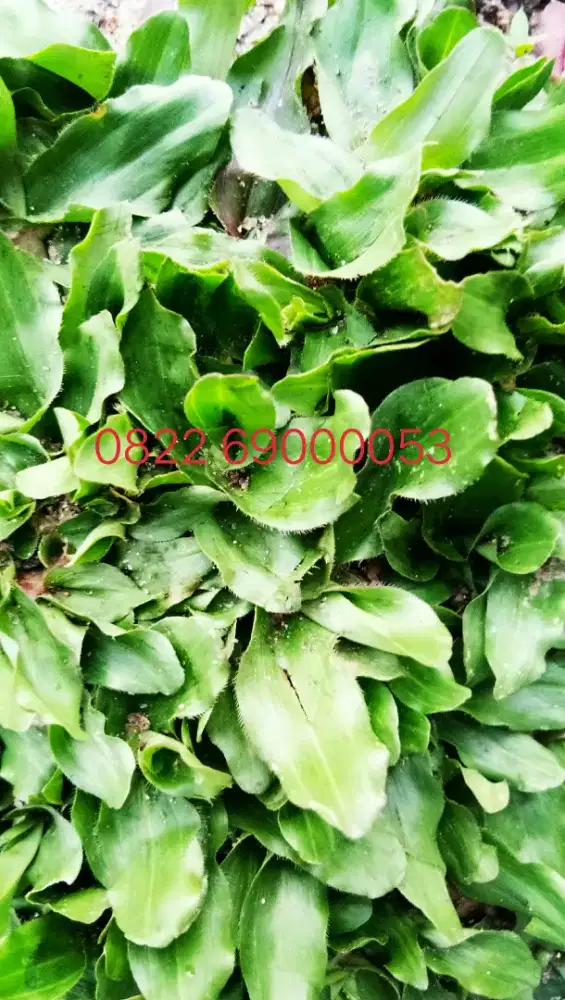 Rumput Varigata & Gajah Mini