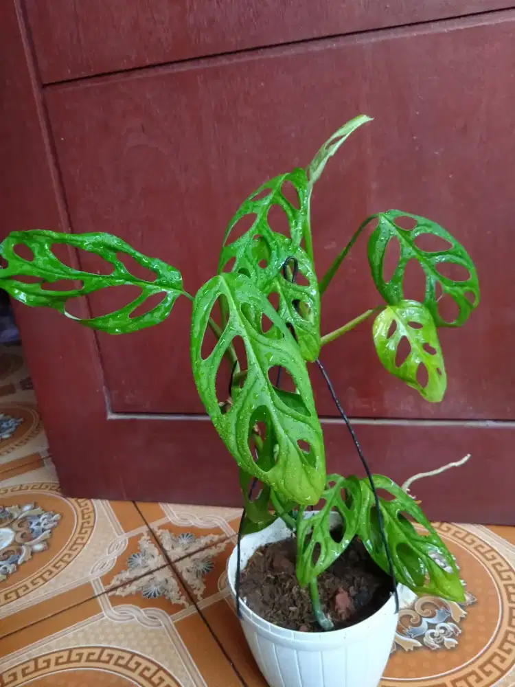 Tanaman Hias Janda Bolong