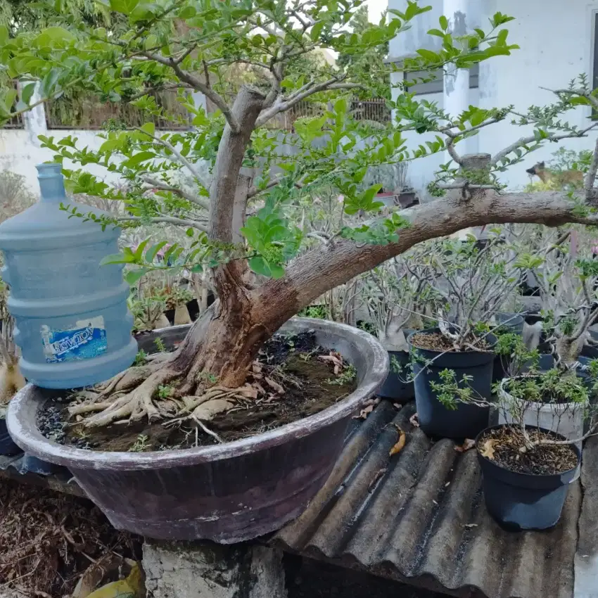 Bonsai Sancang Large