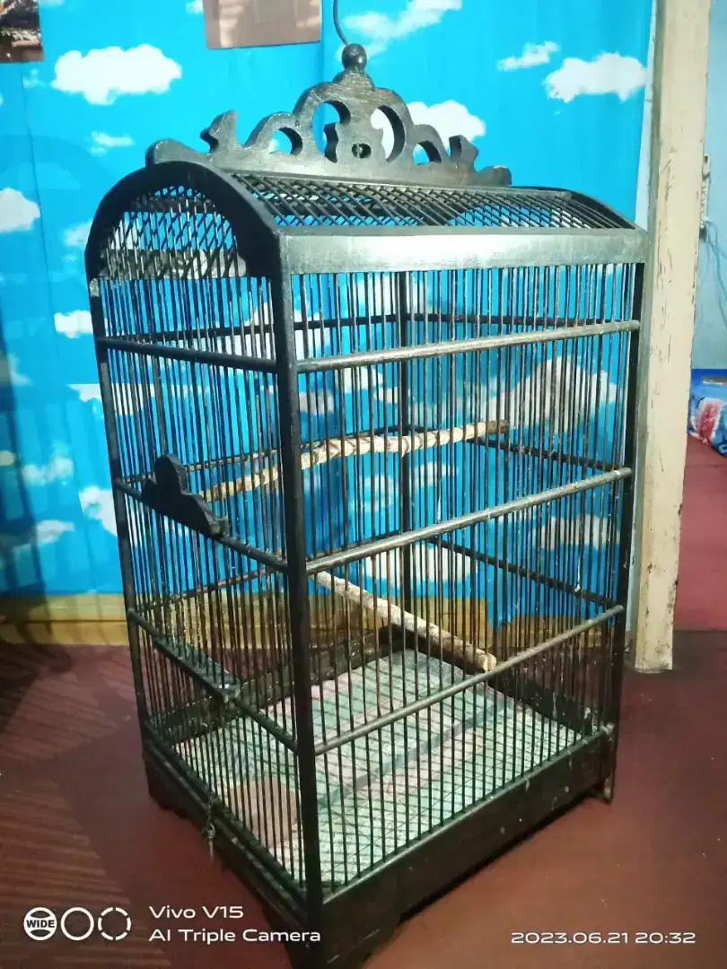 JUAL BU KANDANG BURUNG BLACK NOMINUS