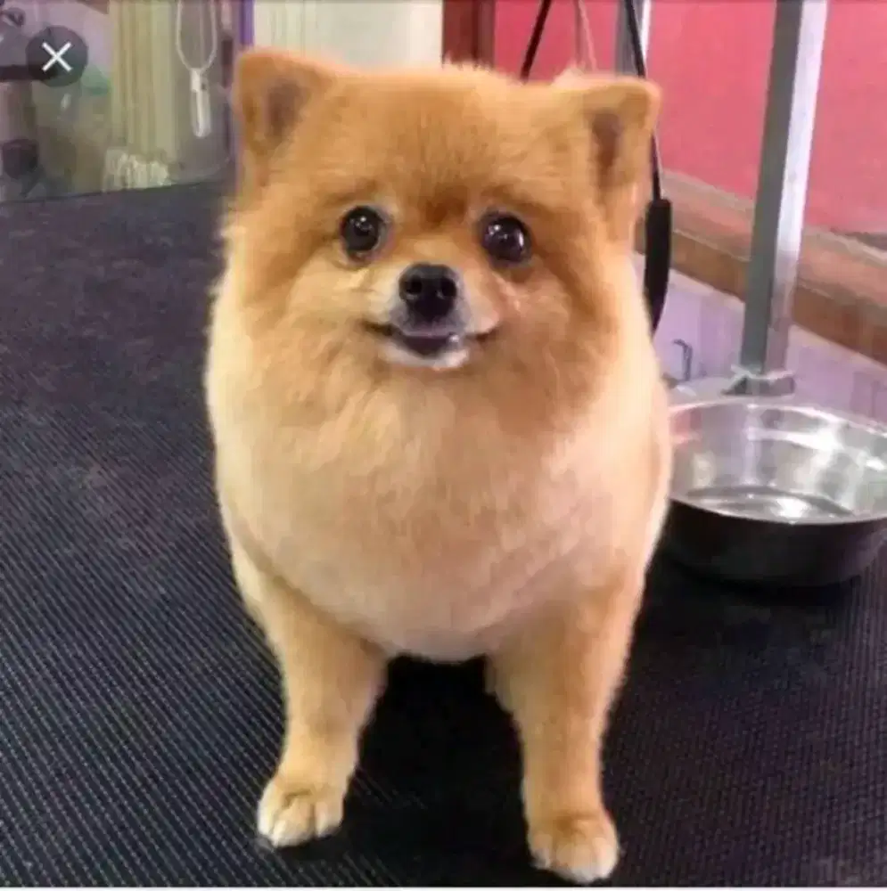 Juragan grooming panggilan DOG&CAT PANGGILAN CIBUBU_DEPOK