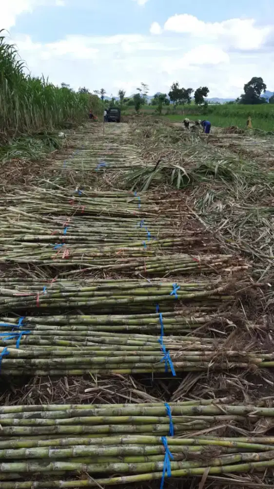 Tebu ijo asli Kediri.