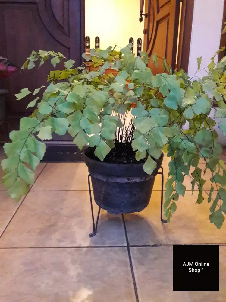 Dijual Tanaman Suplir Paku Gung (Adiantum Peruvianum)