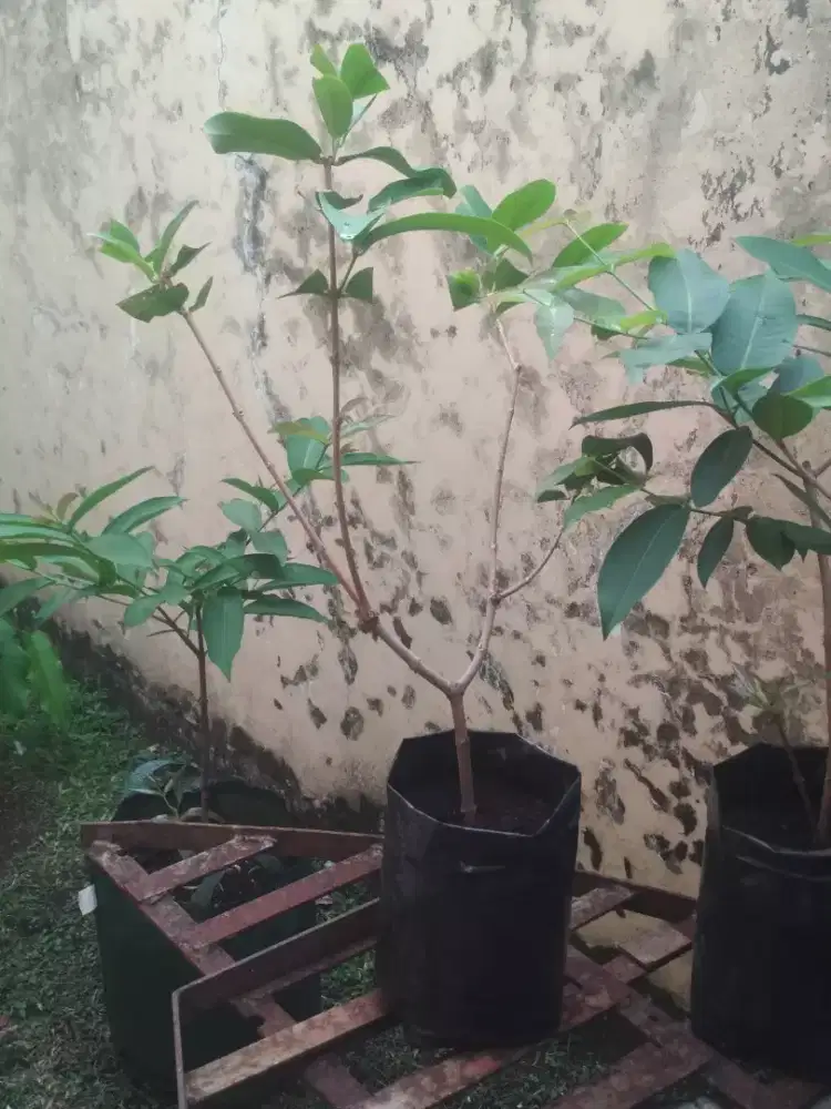 Jambu air black pearl taiwan