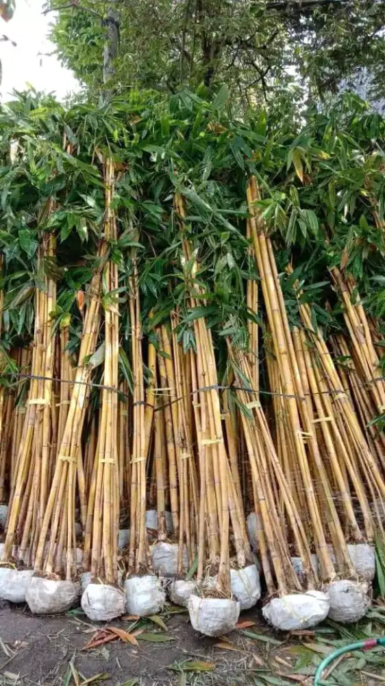 Pohon bambu panda/ pohon bambu kuning