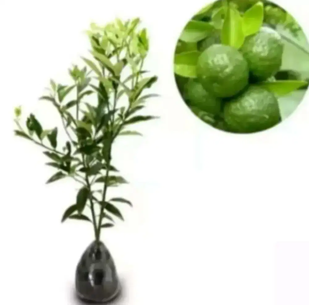 Bibit jeruk tongheng