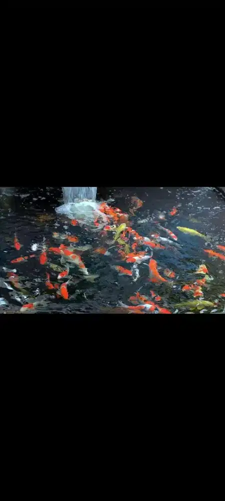 Ikan koi kualitas blitar borongan 25 ekor SQ,HQ,F1 size 30,38bu