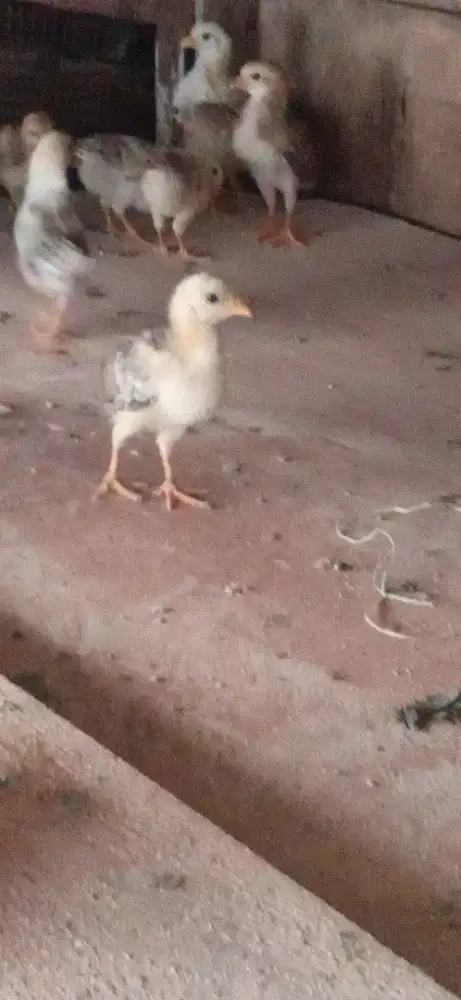 Dijual anak ayam KUB usia 2 Minggu.