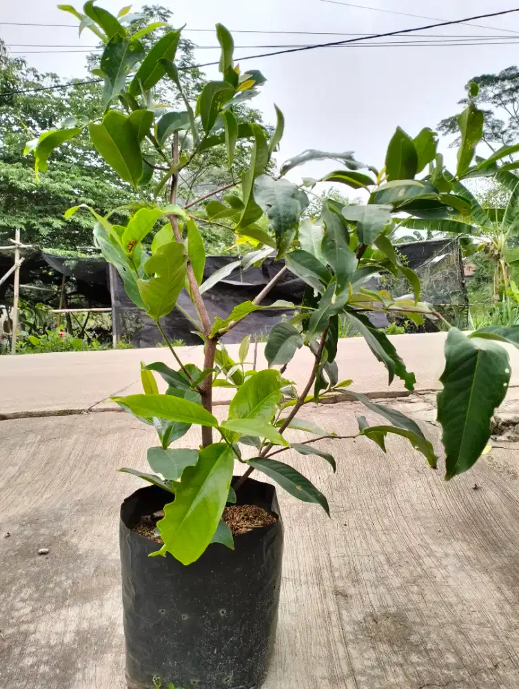 Pohon jambu air dalhari manis