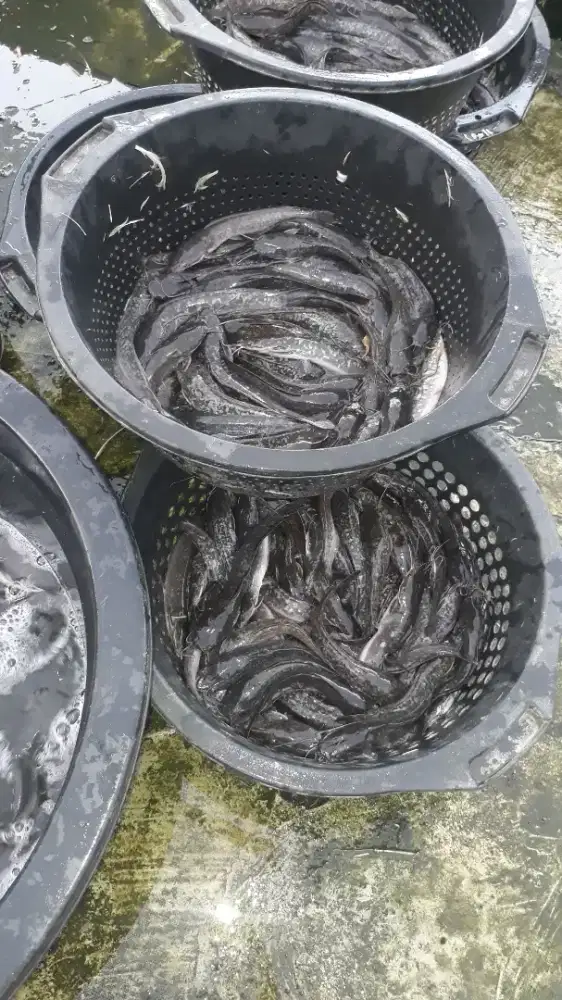 Pembibitan Lele yang bergaransi