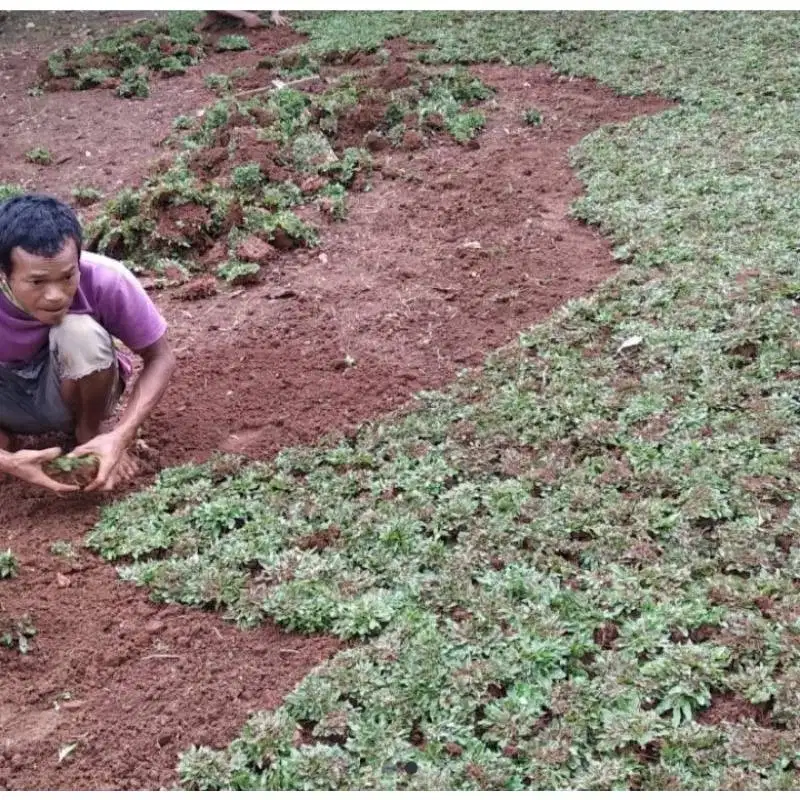 Tukang Taman di Bekasi