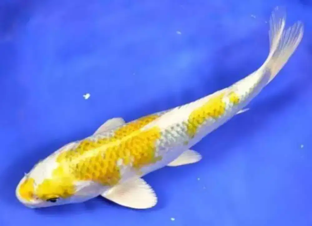 Ikan koi Blitar hariwake