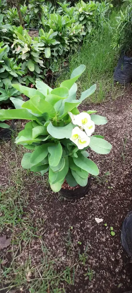 Jual pohon eufhorbia