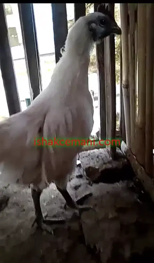 Ayam Rajeg Wesi/Cemani Putih !!! Wajib Baca Diskripsi