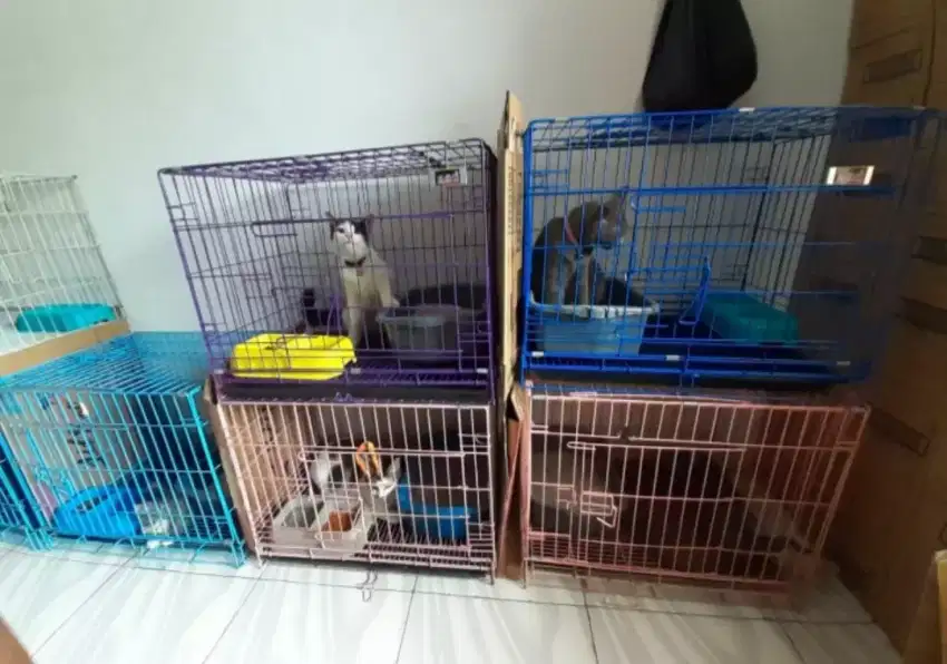 Penitipan kucing murah jakarta