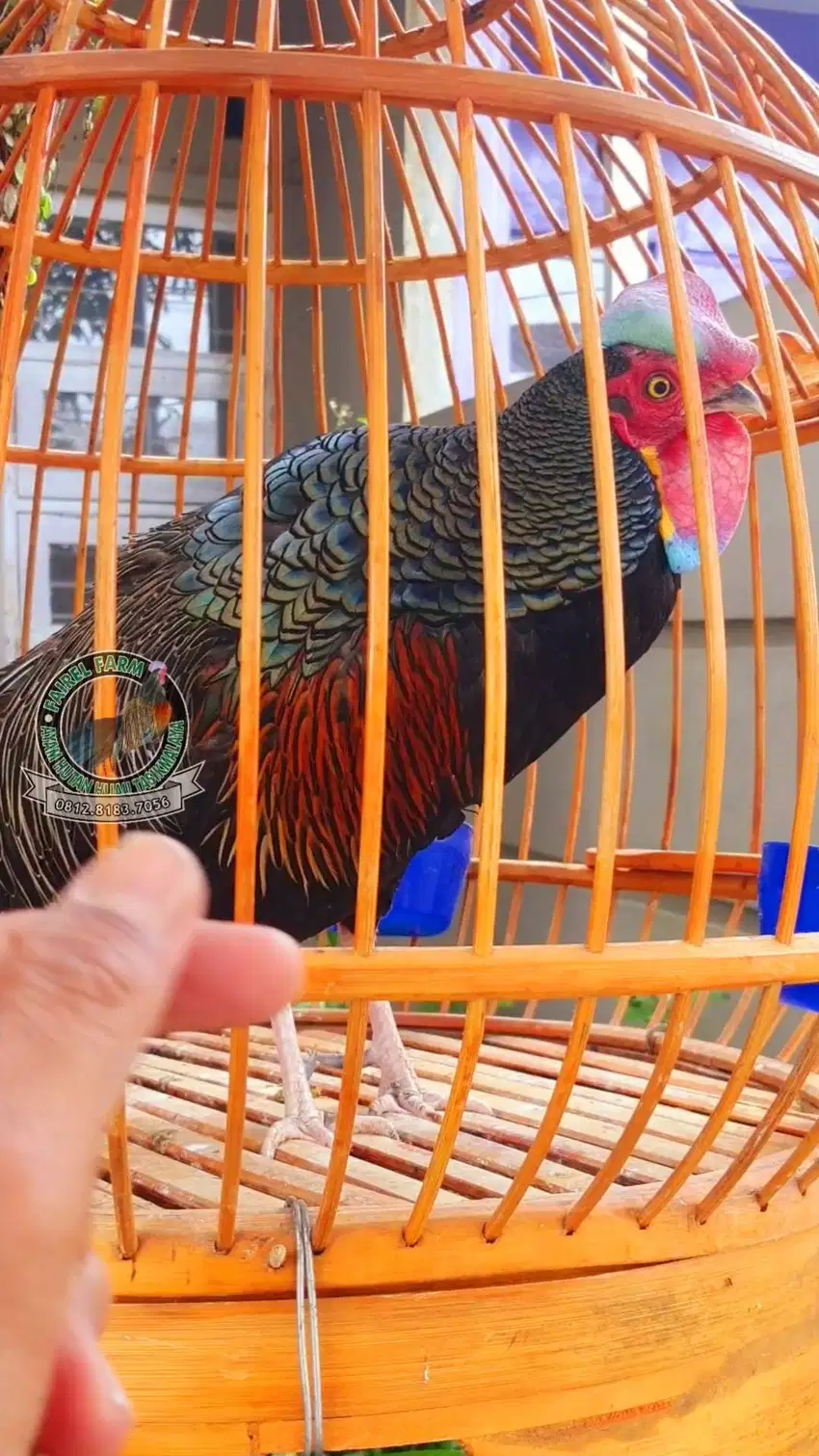 Ayam hutan hijau jinak dodokan gacor