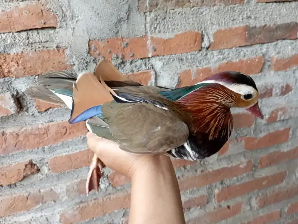 Bebek Mandarin sultan import dewasa pasangan jodohan