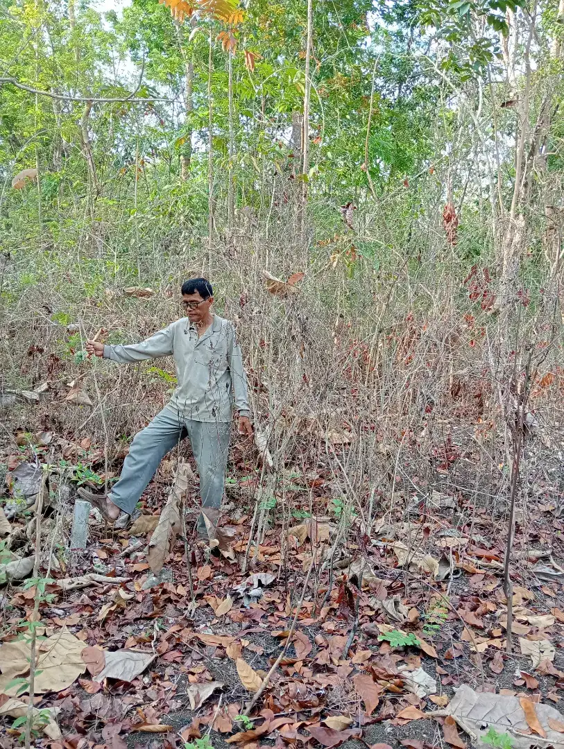 Tanah murah di nanggulan kulonprogo