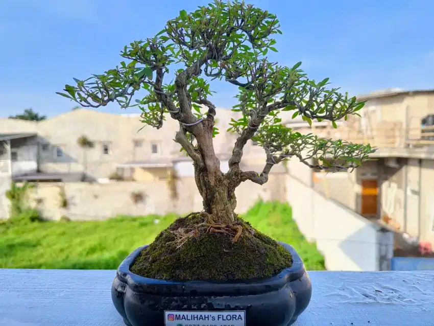 Bonsai Seribu Bintang Oke