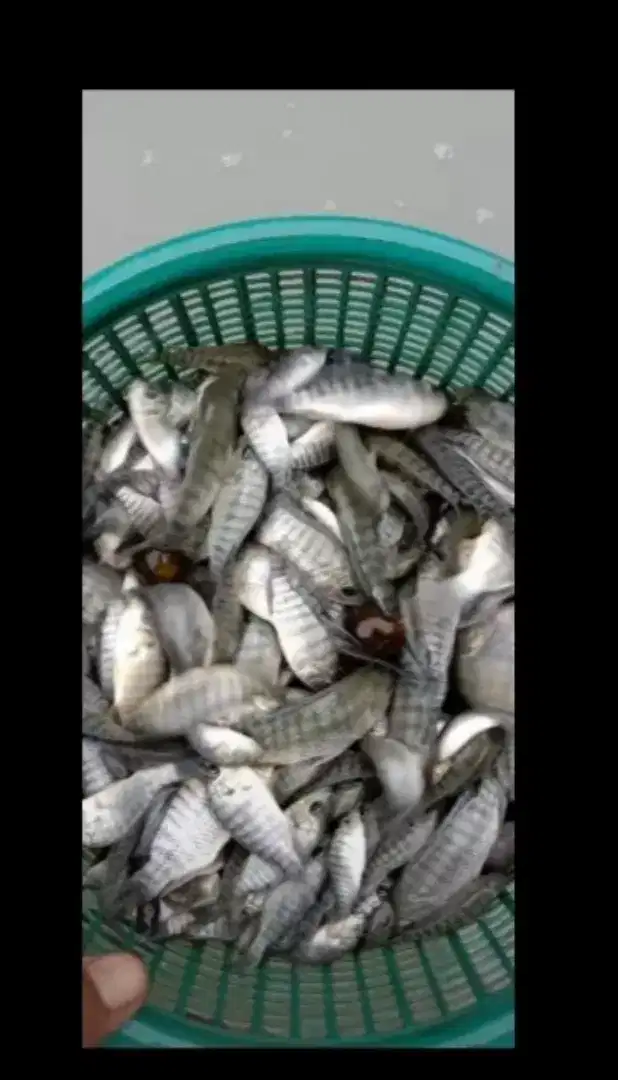 Menjual bibit ikan nila kekar berkualitas