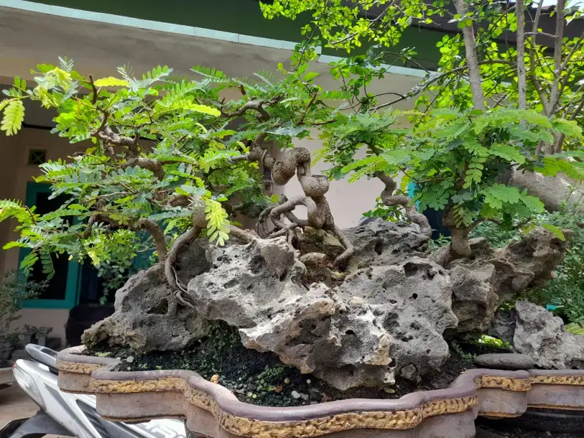 Tanaman bonsai hias asam jawa