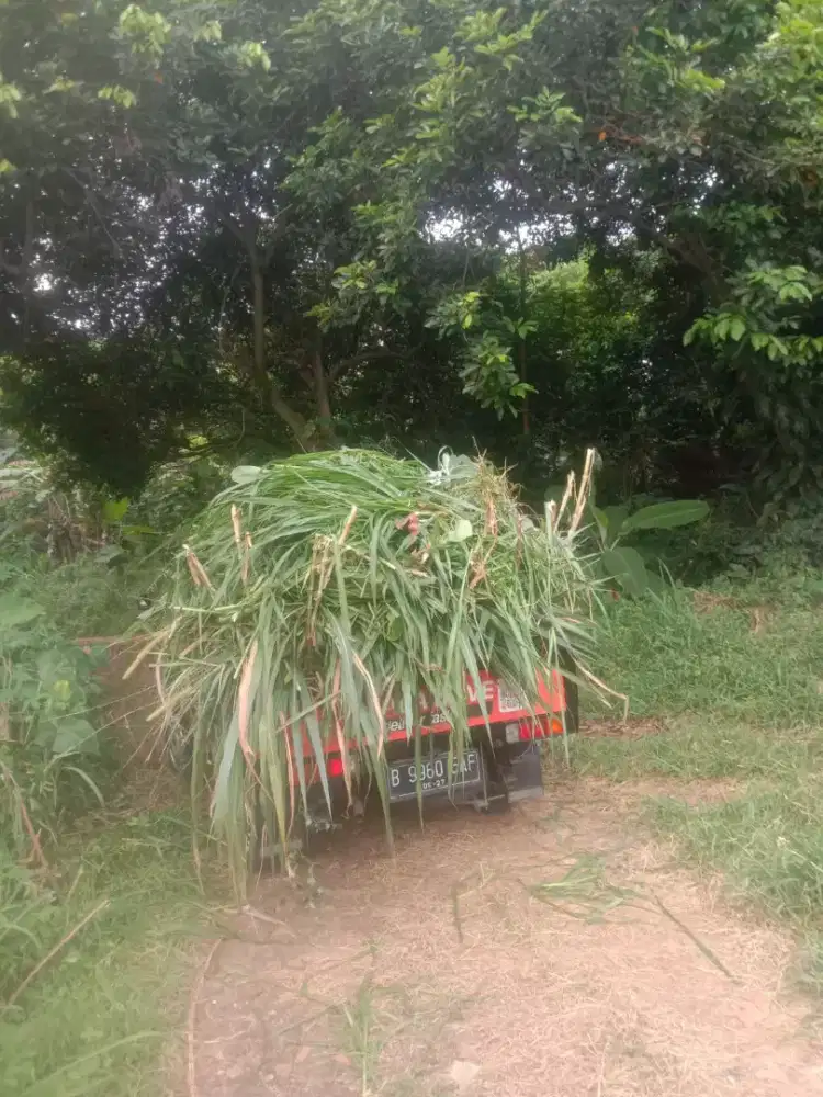 Rumput  pakchong 1 Mobil Pick up full