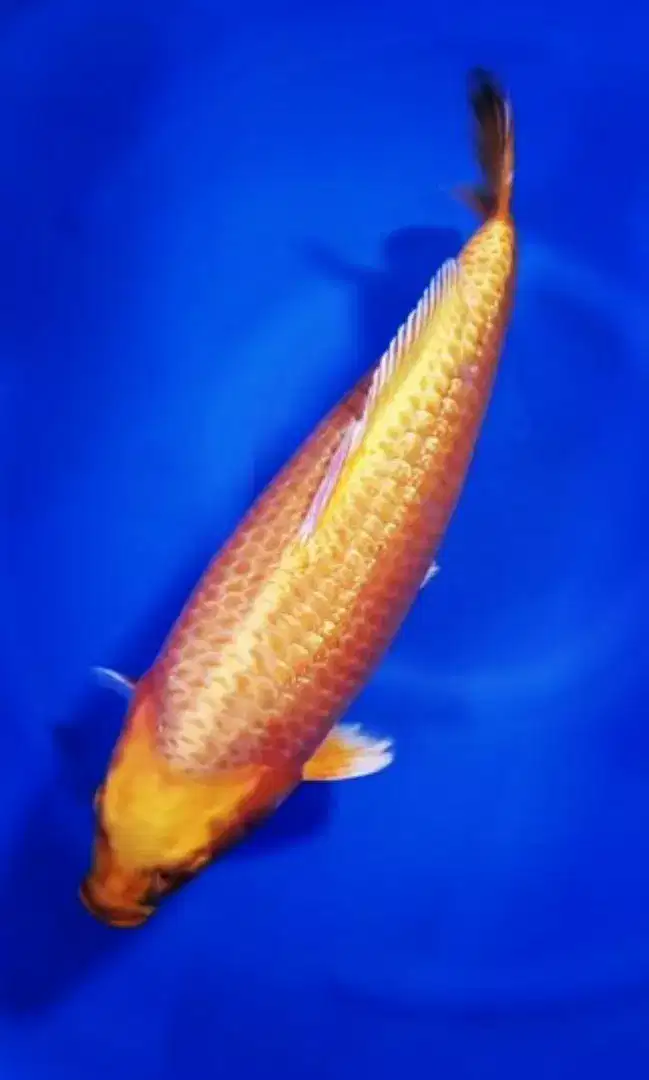 Koi import shinoda yamabuki ginrin size 58cm