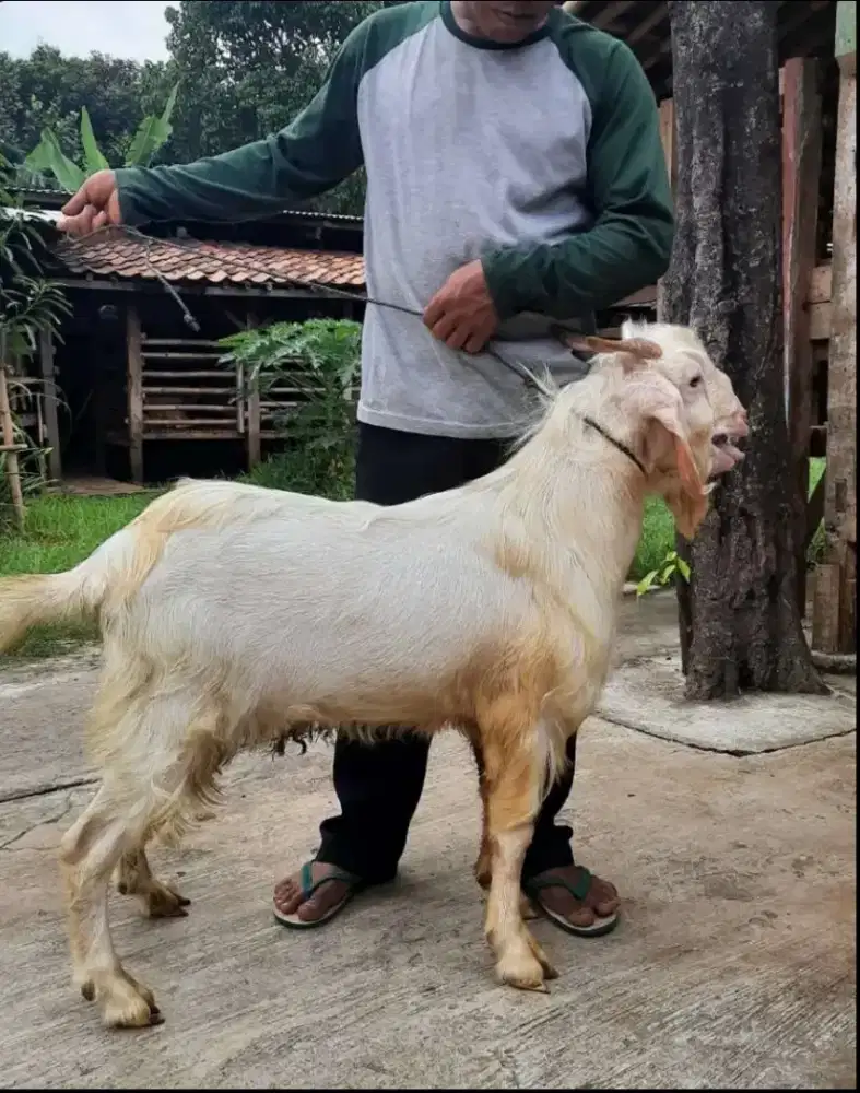 Kambing & Domba Aqiqah dan Qurban Gratis Ongkir