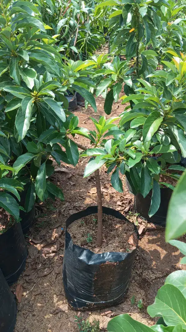 Alpukat Mentega polybag 50