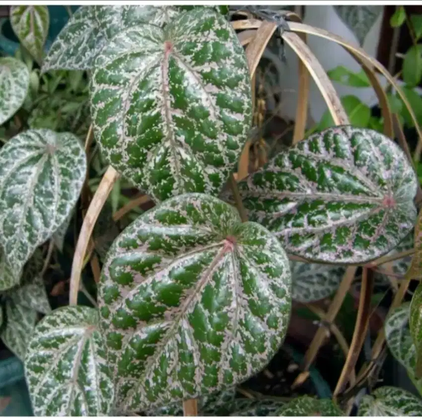Daun Sirih Merah (Herbal) Segar Baru