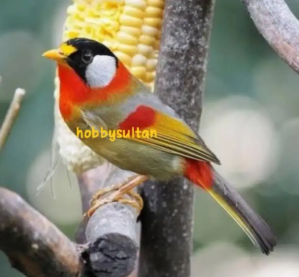 Burung pancawarna lokal super mewah