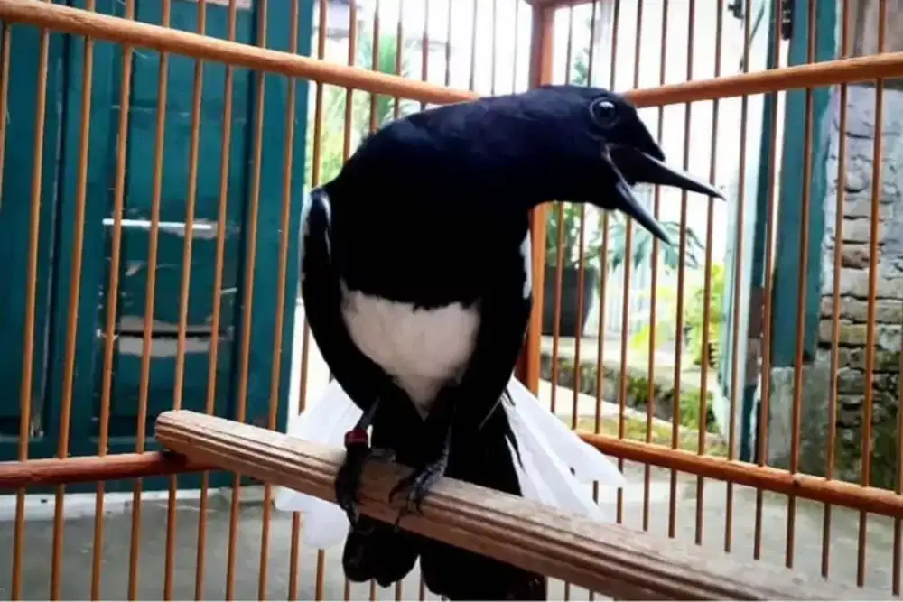 Burung Kacer jantan Kalimantan bahan dan gacor