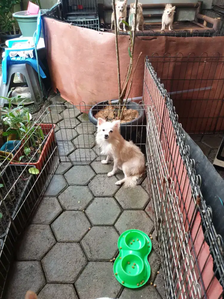 Beli 2 Gratis 1 ekor chihuua 7 bulan