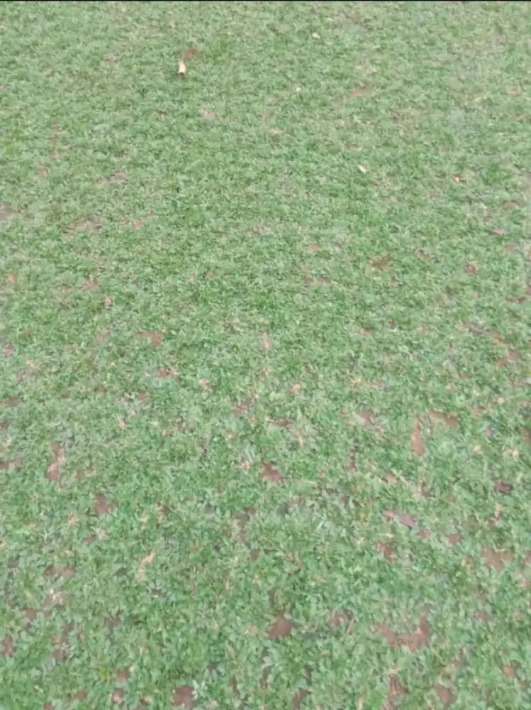 Tukang taman jual rumput gajah mini