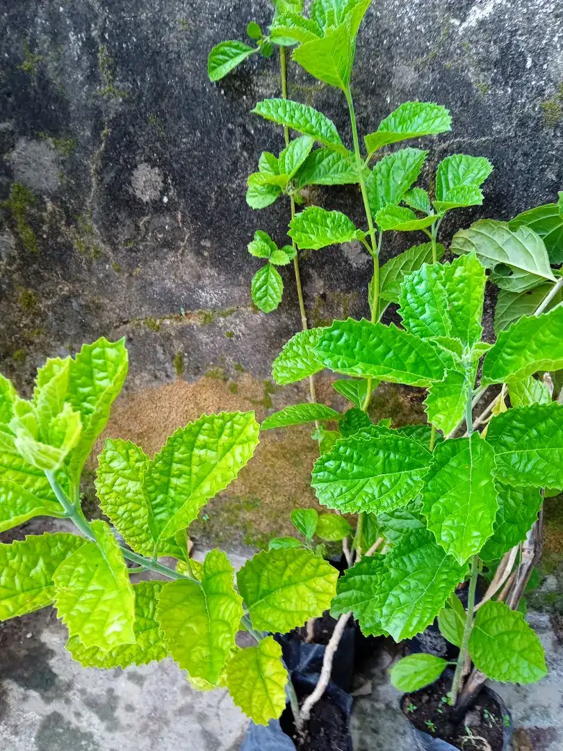 BIBIT KEJI BELING DAN DAUN SALAM