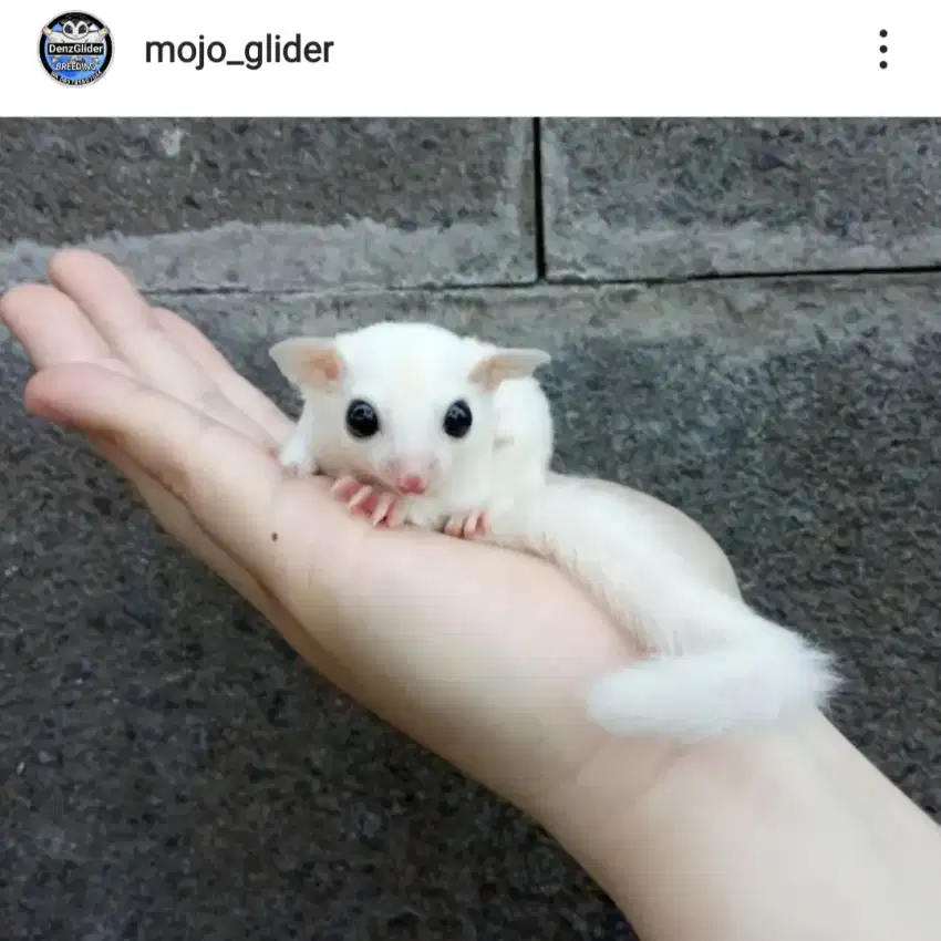 Hewan pliharaan sugar glider leucistic Joy sehat mandiri