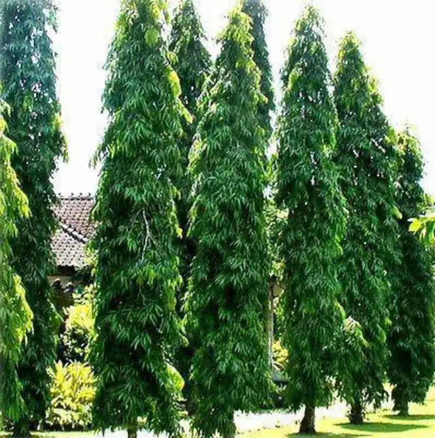 Pohon glodokan tiang ( COD)
