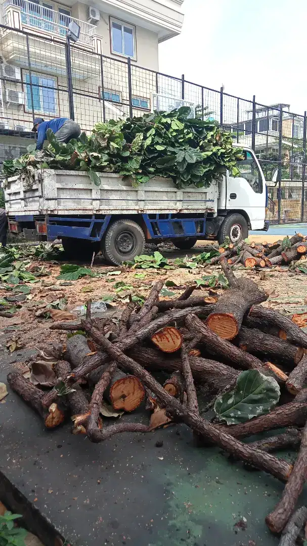 Jasa tebang pohon hendri